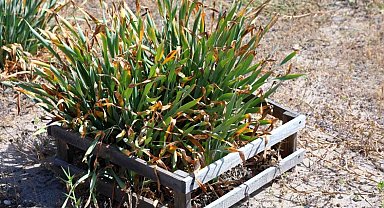 Nesli tükeniyor, koparmanın cezası 387 bin TL