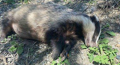 Nesli tükenme tehlikesi altında olan Avrupa porsuğu ölü bulundu