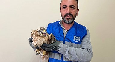 Niğde'de bitkin halde bulunan kızıl şahin koruma altına alındı