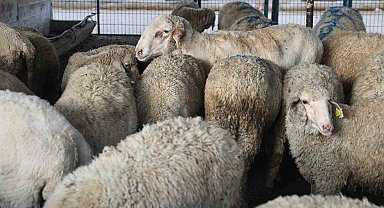 Nilüfer Kurban Bayramı'na hazır