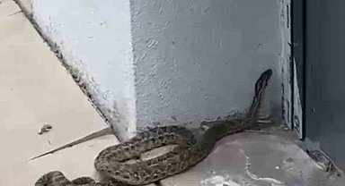 Okulda paniğe neden olan yılan, öğretmen tarafından yakalandı