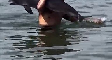 Ölmüş yunus balığını sırtında taşıdı