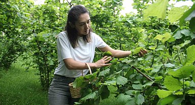 Önce sarması yapıldı şimdi de kansere umut oldu