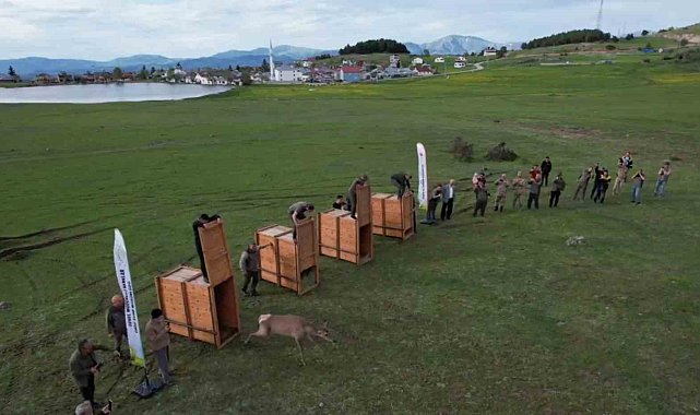 Ordu'da doğaya kızıl geyik salımı başladı