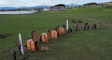 Ordu'da doğaya kızıl geyik salımı başladı