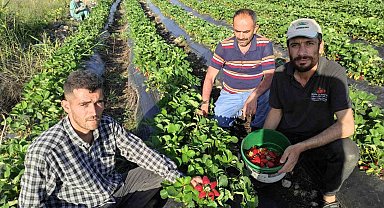Organik Sason çileğinde hasat başladı