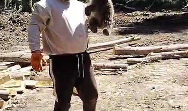 Orman işçilerinin yanına gelen yavru ayı koruma altına alındı