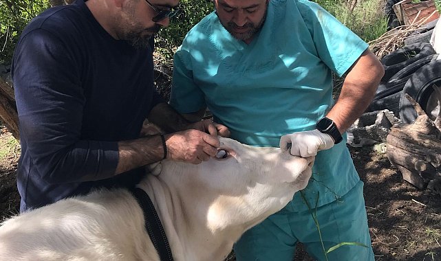 Ortaca Okçular Mahallesi'nde Brucella aşılaması gerçekleştirildi
