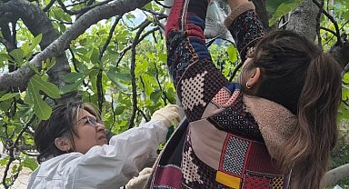 Ortaca'da Kahverengi Kokarca'ya karşı tuzaklı takip başladı