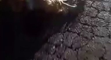 Otomobilin çarptığı 10 küçükbaş hayvan telef oldu