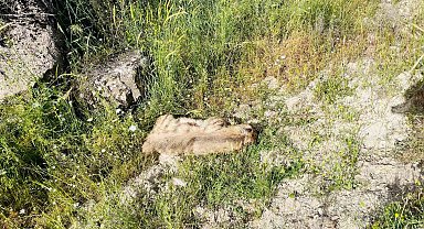 Otomobilin çarptığı çizgili sırtlan telef oldu