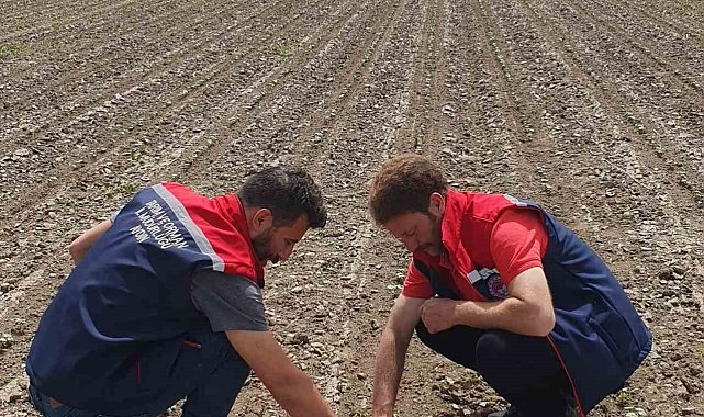 Pamuk üreticilerine "ilaçlama" çağrısı