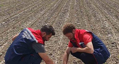 Pamuk üreticilerine "ilaçlama" çağrısı