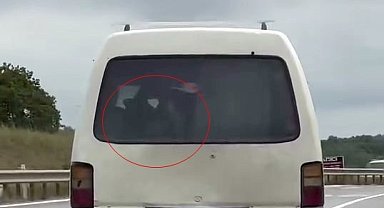 Panelvanın arkasında buzağı taşıdı