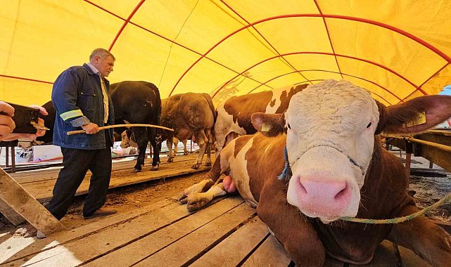 Pazarın yıldızı 'Yıldız' oldu; 850 kiloluk kurbanlık 285 bin TL'ye satıldı