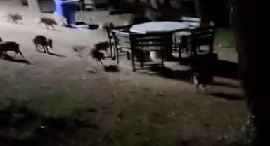 Piknikte karşılaştıkları domuz sürüsü panik oluşturdu