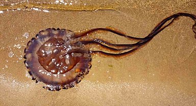 Pusula denizanası Erdek'te karaya vurdu