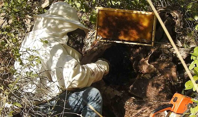 "Dünyanın en tatlı işi" bal avcıları