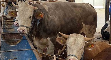 "Gözyaşı akan, tüyleri mat ve karışık olan kurbanlıktan uzun durun"