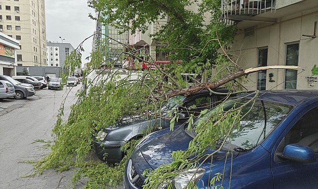 Rüzgarda kırılan ağaç dalı otomobillerin üzerine düştü