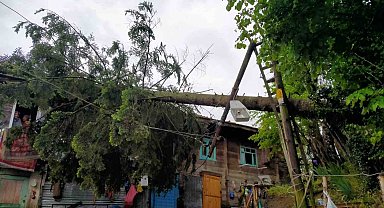 Rüzgarın devirdiği ağaç evde hasara yol açtı