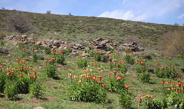 Sadece 20 gün açan ters laleyi koparmanın cezası araba parası