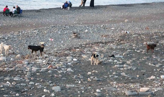 Sahile gidenler sokak köpeği tehdidi altında