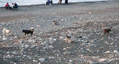 Sahile gidenler sokak köpeği tehdidi altında