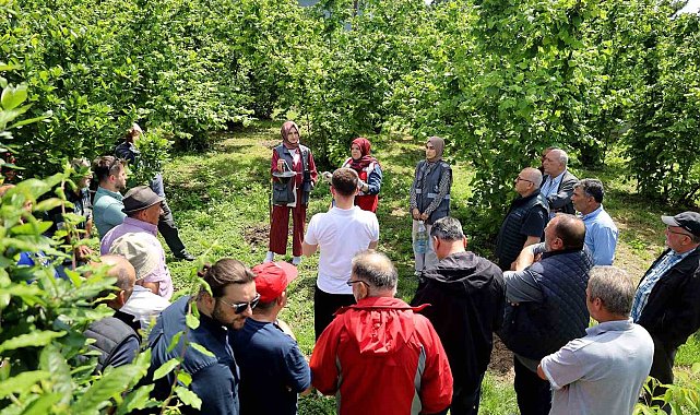 Sakarya'da kahverengi kokarca kabusuyla mücadele başladı: sahada çiftçilere feromon tuzağı ulaştırılıyor