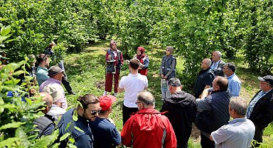 Sakarya'da kahverengi kokarca kabusuyla mücadele başladı: sahada çiftçilere feromon tuzağı ulaştırılıyor