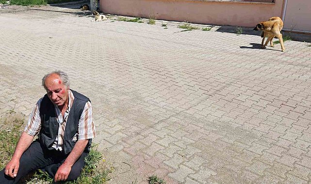 Salda'da köpeklerin saldırısına uğrayan yaşlı adam yaralandı