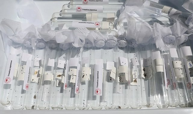 Salihli'de 3 bin 'Samuray Arıcığı' doğaya salındı