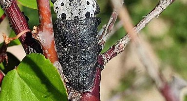 Salihli'de 'Fidan Dip Kurdu' tehlikesi!