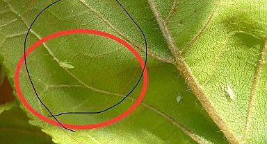 Salihli'de üreticilere 'Fidan dip kurdu' uyarısı