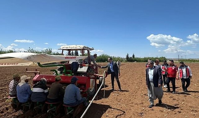 Samsat'ta tütün ekimi başladı