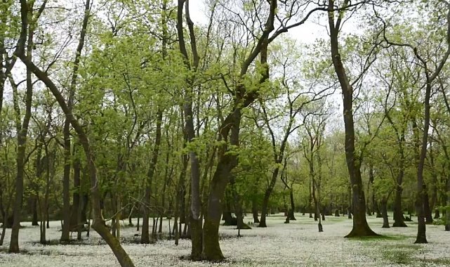 Samsun Kızılırmak Deltası: Karadeniz'in sessiz cenneti
