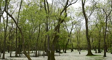 Samsun Kızılırmak Deltası: Karadeniz'in sessiz cenneti