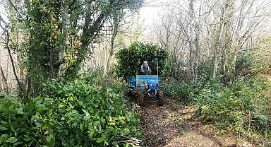 Samsun'da bu yıl bin 965 ton defne yaprağı üretilecek