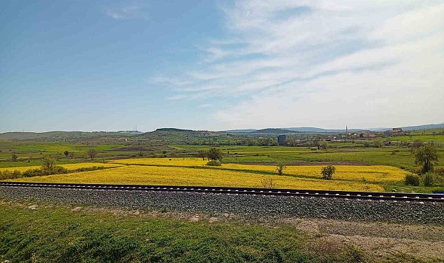 Samsun'da kanola güzelliği