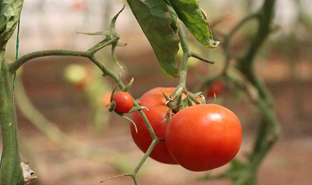 Şanlıurfa'da sebzeler hem sofraya hem de ekonomiye katkı sağlıyor