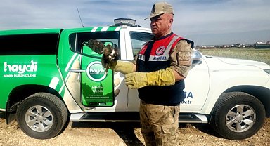 Şanlıurfa'da yaralı kızıl şahin tedavi altına alındı