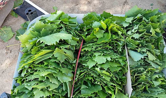 Sarıgöl'de bağ yaprağı sezonu açıldı