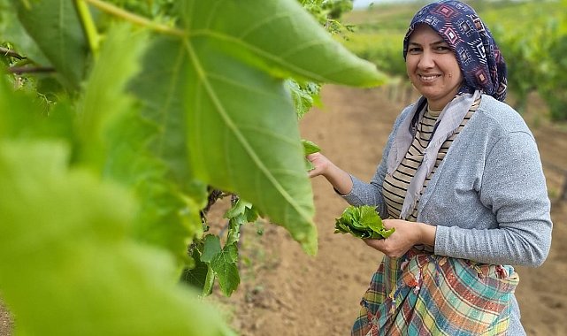 Sarıgöl'de evlerde salamura yaprak zamanı