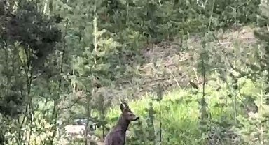 Sarıkamış ormanlarında yiyecek arayan karaca kameraya yansıdı