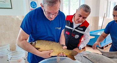 Sazan sağımı başlandı