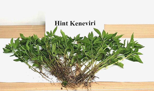 Sebze yetiştirir gibi kenevir yetiştirdi