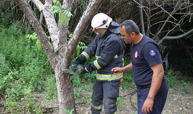 Serik'te ağlara dolanan yılanı itfaiye kurtardı