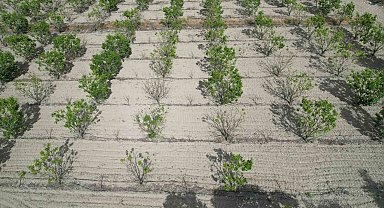 Sigorta yaptırmayan cennet hurması üreticisi yardım eli bekliyor