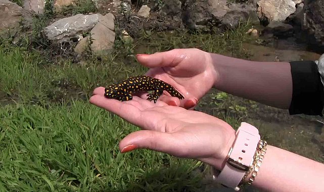 Siirt'te nesli tükenme tehlikesi altında olan benekli semender görüntülendi