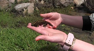 Siirt'te nesli tükenme tehlikesi altında olan benekli semender görüntülendi